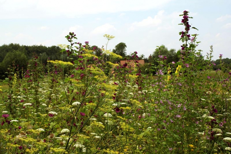 Bienenweide aus Veitshchheim